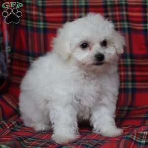 Gracie, Bichon Frise Puppy